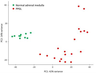 Whole transcriptome analysis of canine pheochromocytoma and paraganglioma